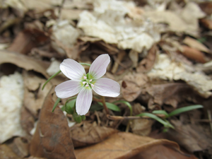 YellowTroutLily