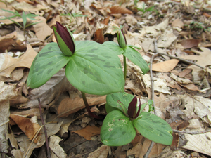 YellowTroutLily