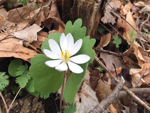 YellowTroutLily