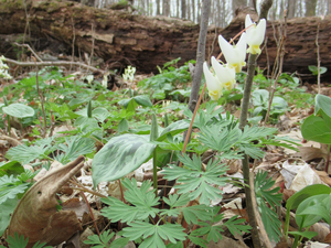 YellowTroutLily