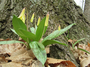 YellowTroutLily